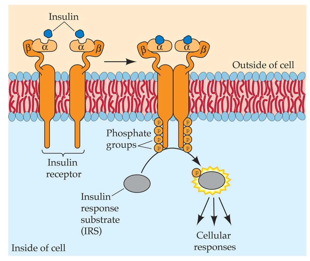 Approved Small Molecule Kinase Non Oncology Inhibitors Oncology Approved Small Molecule Kinase Non Oncology Inhibitors Oncology