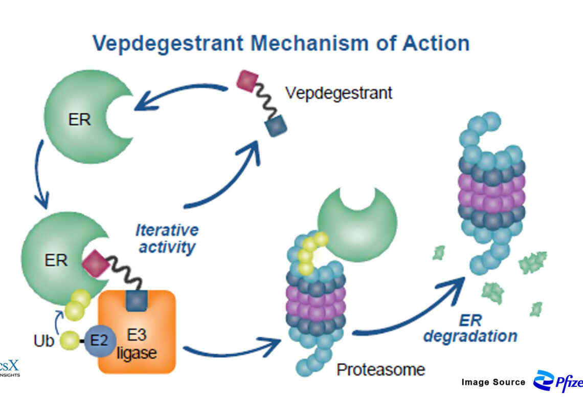 Vepdegestrant in Phase 3: How Strong Are Its Chances?