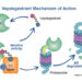 Vepdegestrant in Phase 3: How Strong Are Its Chances?
